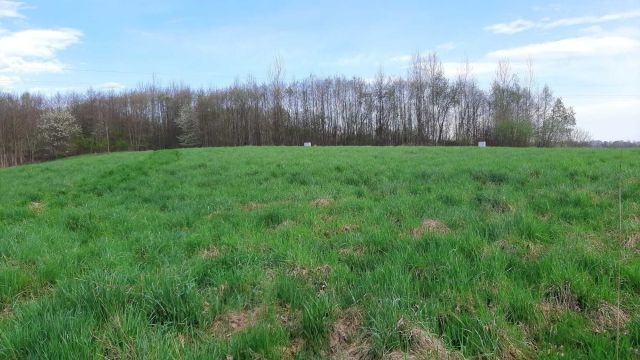 Działka budowlana Miłoszów. Zdjęcie 1