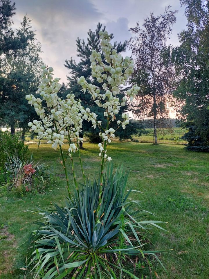 siedlisko, 2 pokoje Felin. Zdjęcie 19