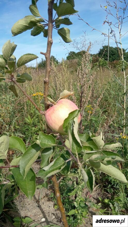 Działka inwestycyjna Sęczkowo. Zdjęcie 3