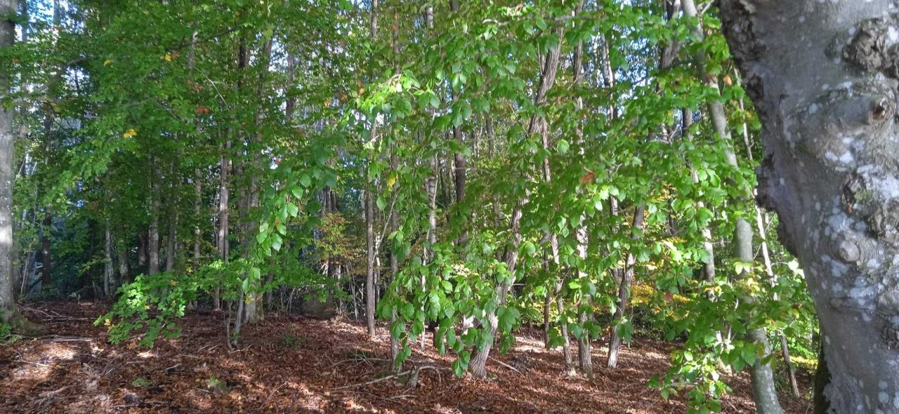 Działka budowlana Cybulin. Zdjęcie 7