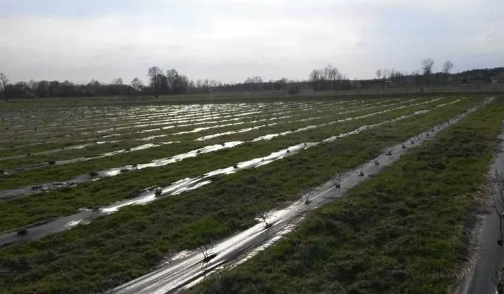 Działka rolna Wyglądały