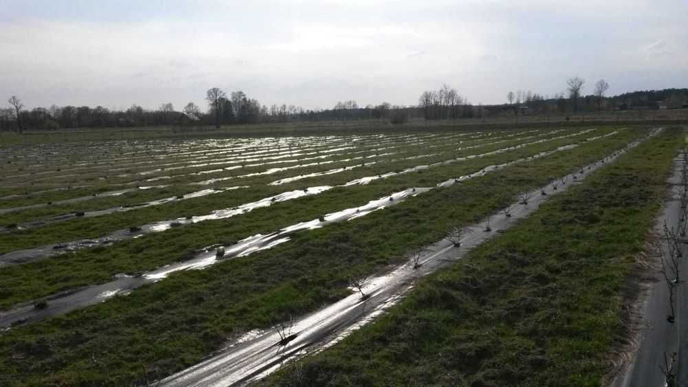 Działka rolna Wyglądały, Wyglądały