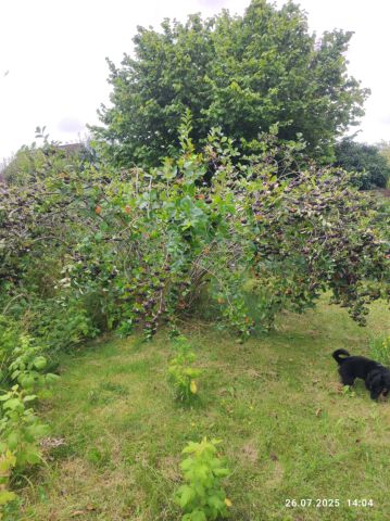 Działka rod Lubin. Zdjęcie 10