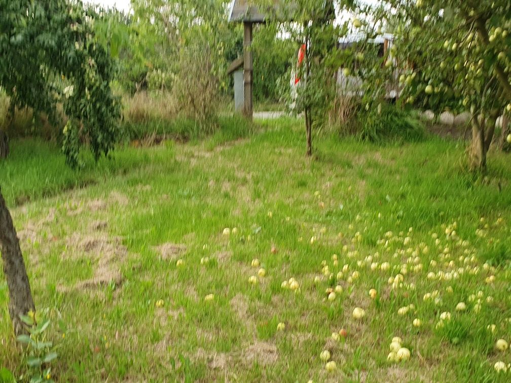 Działka rod Opole Zaodrze. Zdjęcie 8