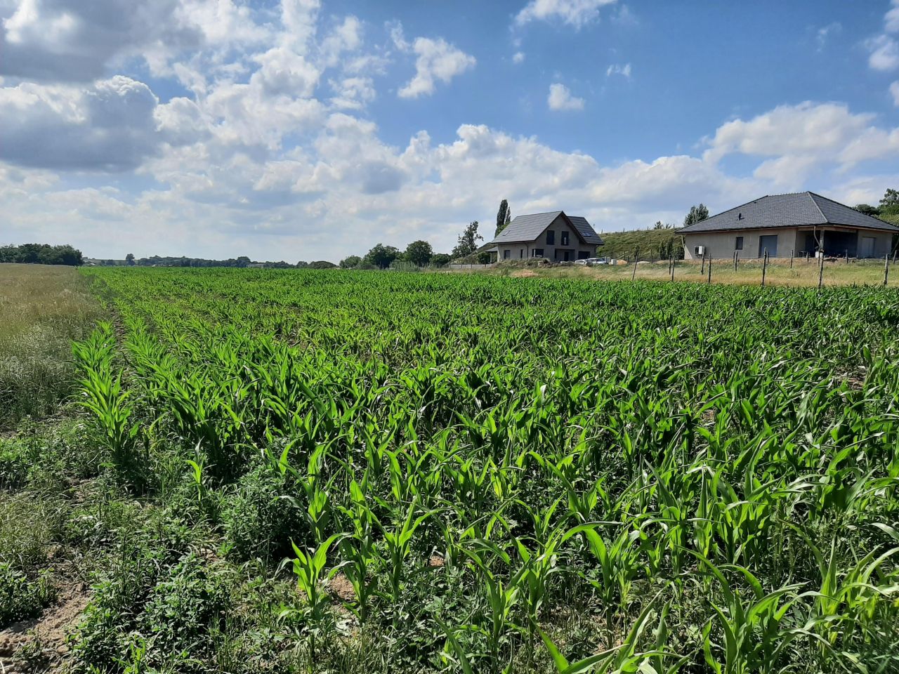 Działka budowlana Ruszowice, ul. Oliwkowa. Zdjęcie 2