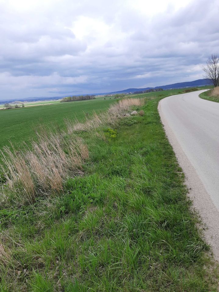 Działka rolna Jemna. Zdjęcie 2