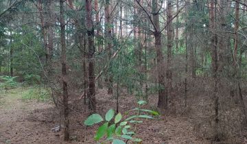 Działka Skierniewice, ul. Sosnowa