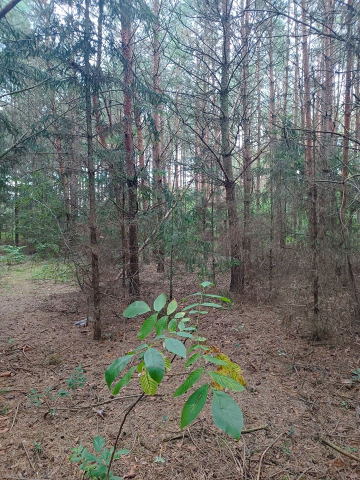 Działka Skierniewice, ul. Sosnowa. Zdjęcie 2