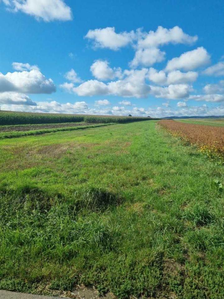 Działka budowlana Głowienka, ul. Polna. Zdjęcie 4