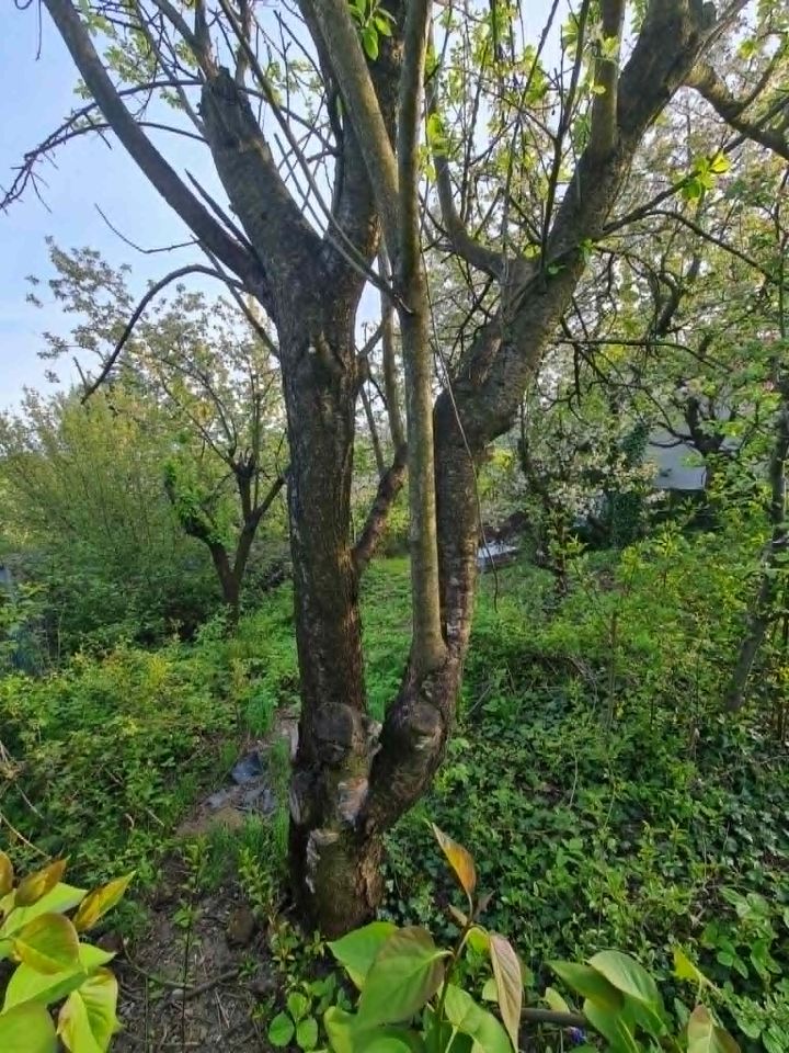 Działka rod Skoczów, Stalmacha. Zdjęcie 12