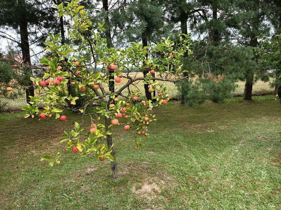 Działka rolno-budowlana Anielin Swędowski, ul. Swędowska. Zdjęcie 5