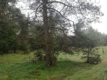 Działka budowlana Jasień. Zdjęcie 2