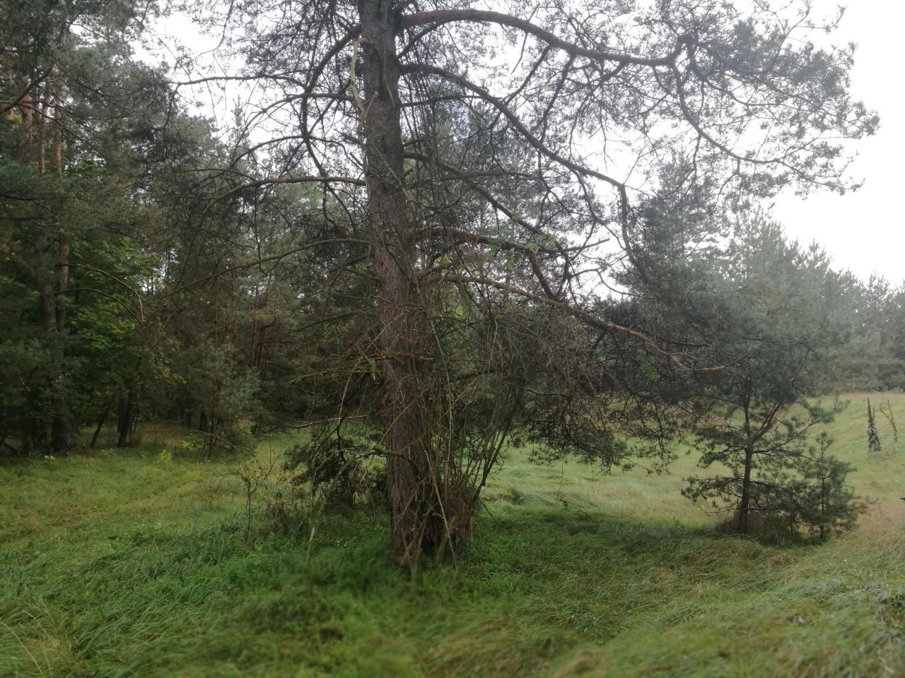 Działka budowlana Jasień. Zdjęcie 3