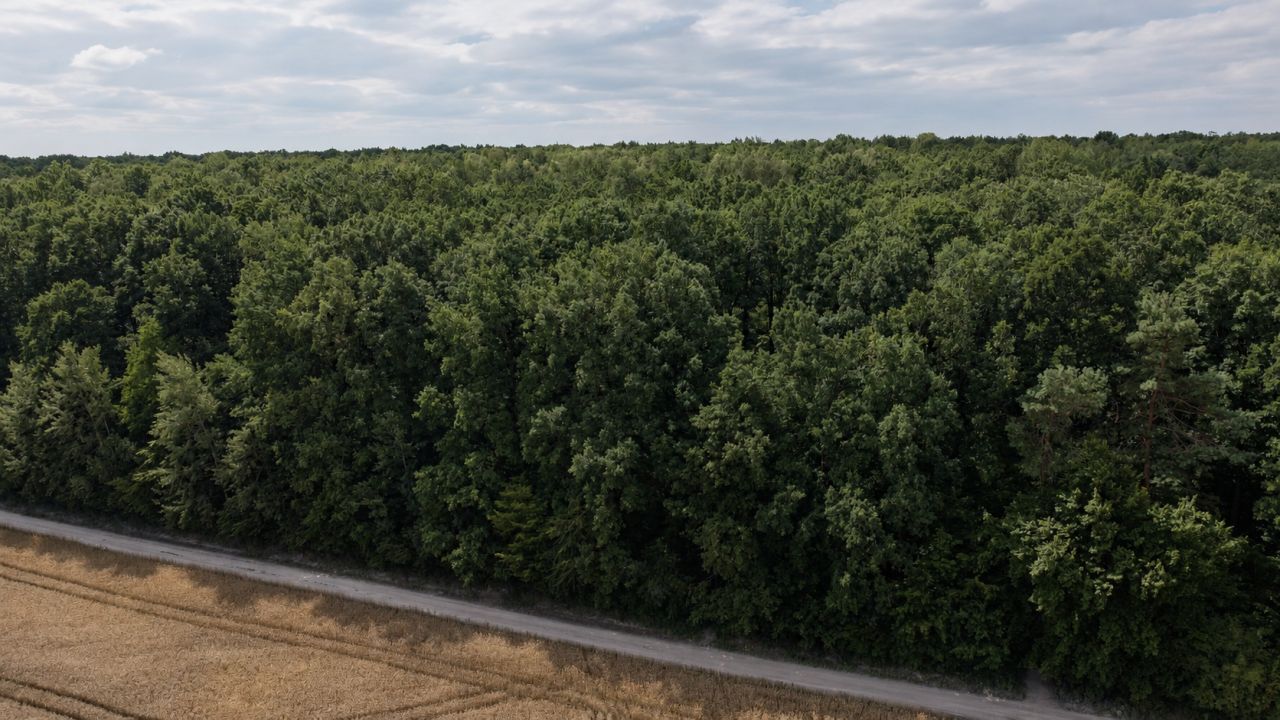 Działka leśna Krężnica Okrągła. Zdjęcie 9
