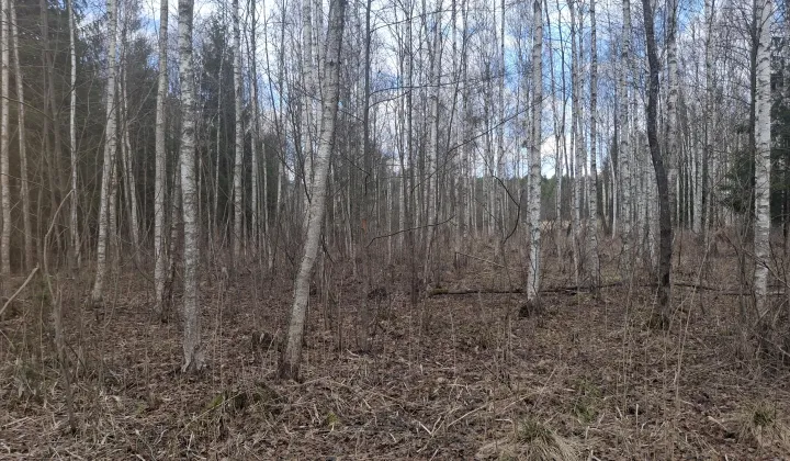 Działka rolna Lipina