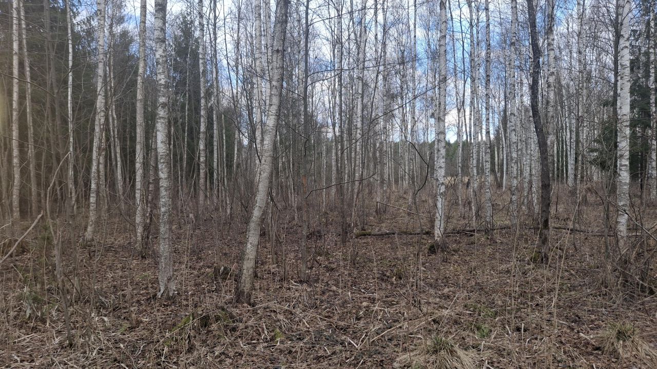 Działka rolna Lipina. Zdjęcie 1