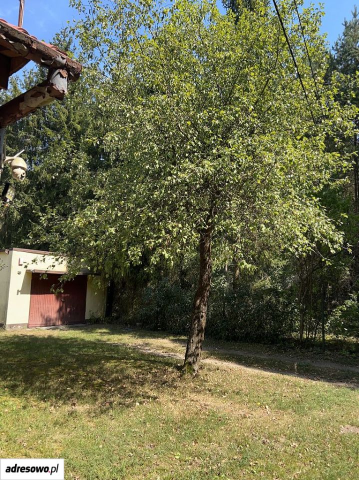 Działka leśna Kijów. Zdjęcie 7