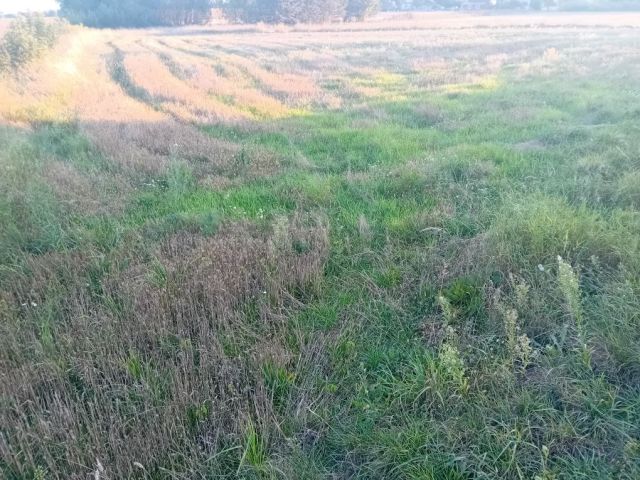 Działka rolna Romaszki. Zdjęcie 1