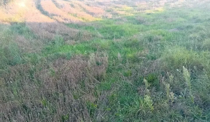 Działka rolna Romaszki