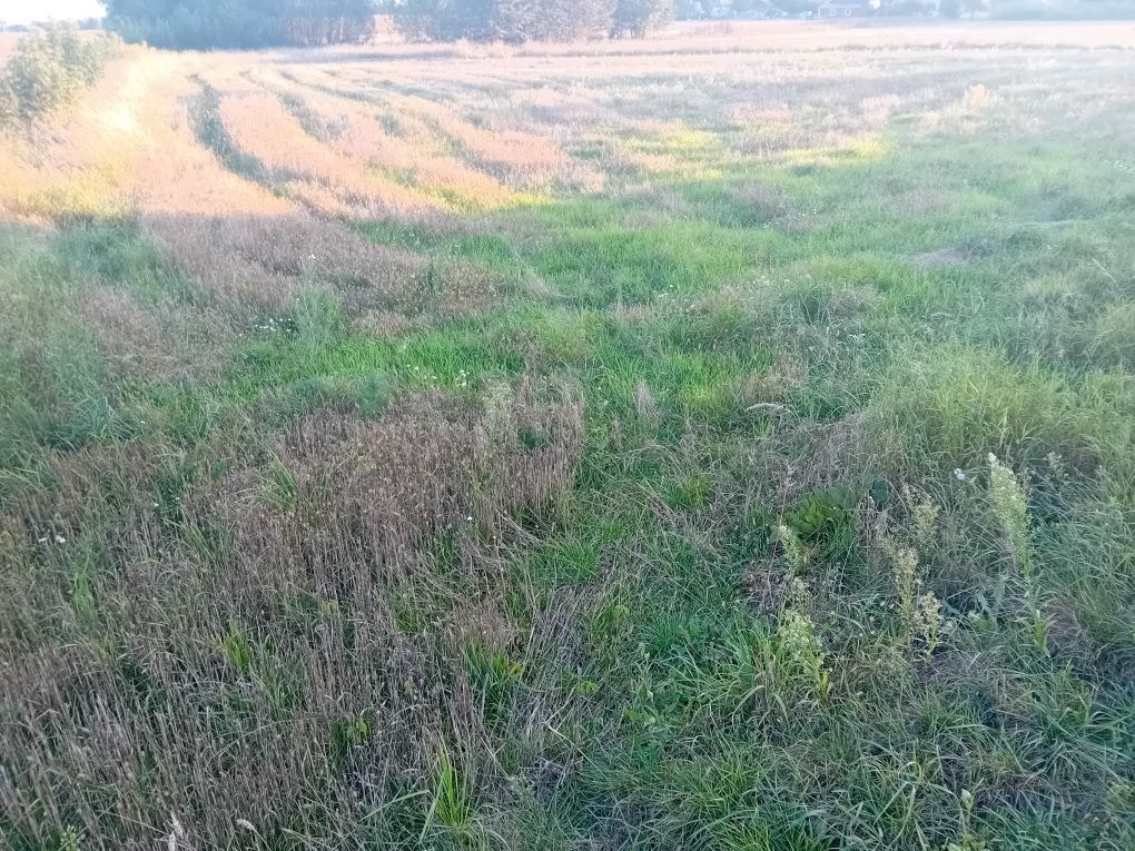 Działka rolna Romaszki