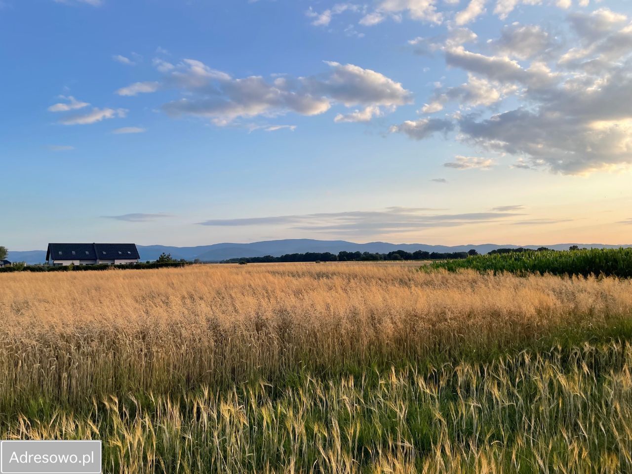 Działka rolno-budowlana Włóki. Zdjęcie 4