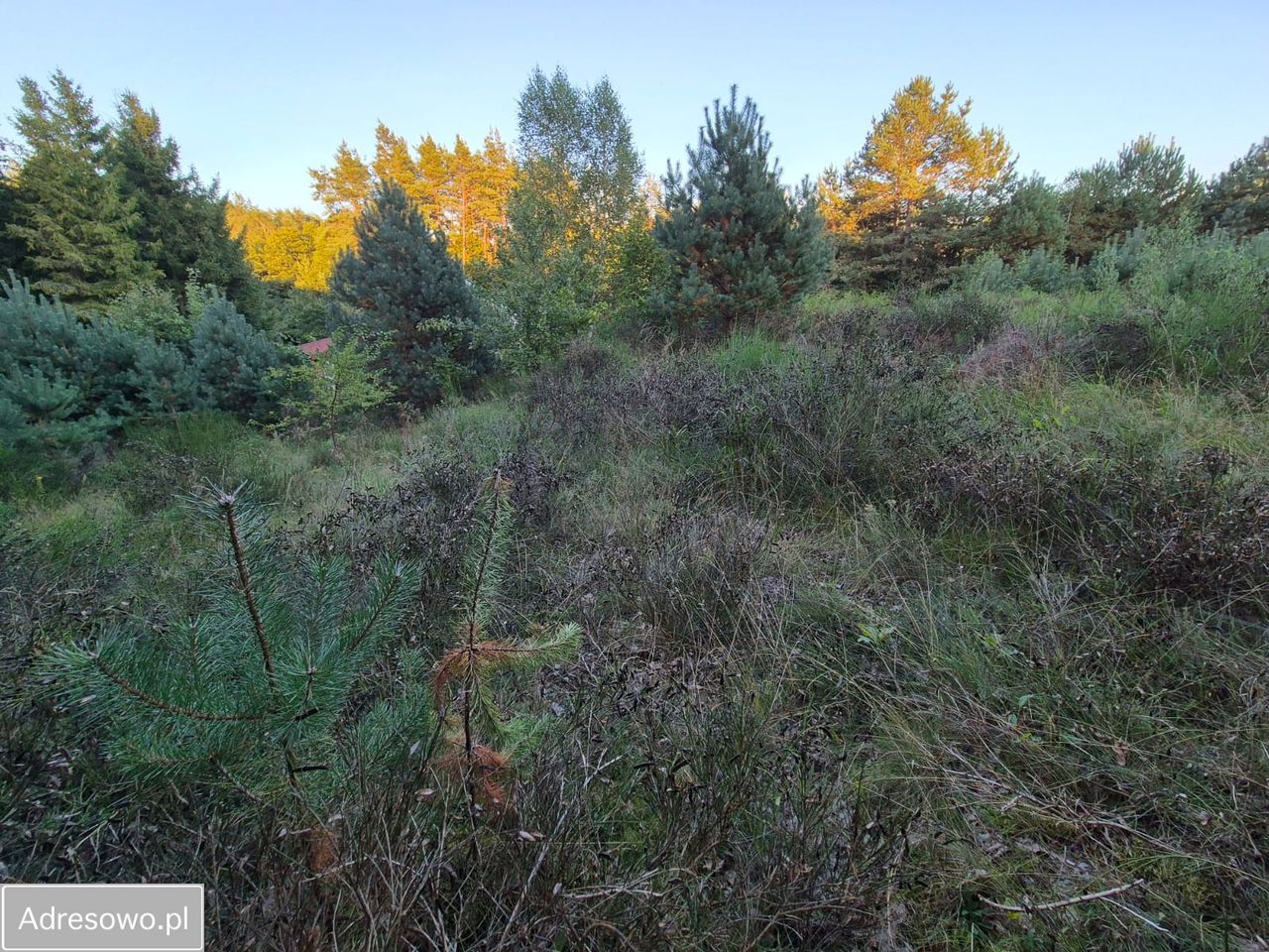 Działka budowlana Jutrzenka. Zdjęcie 2