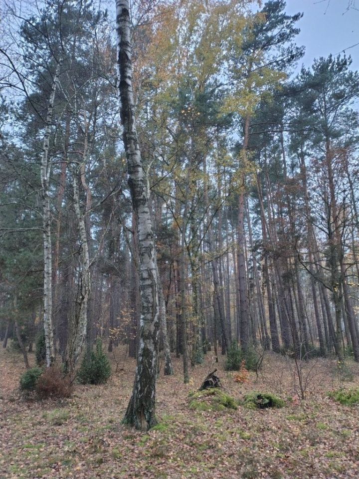 Działka leśna Dobków. Zdjęcie 7