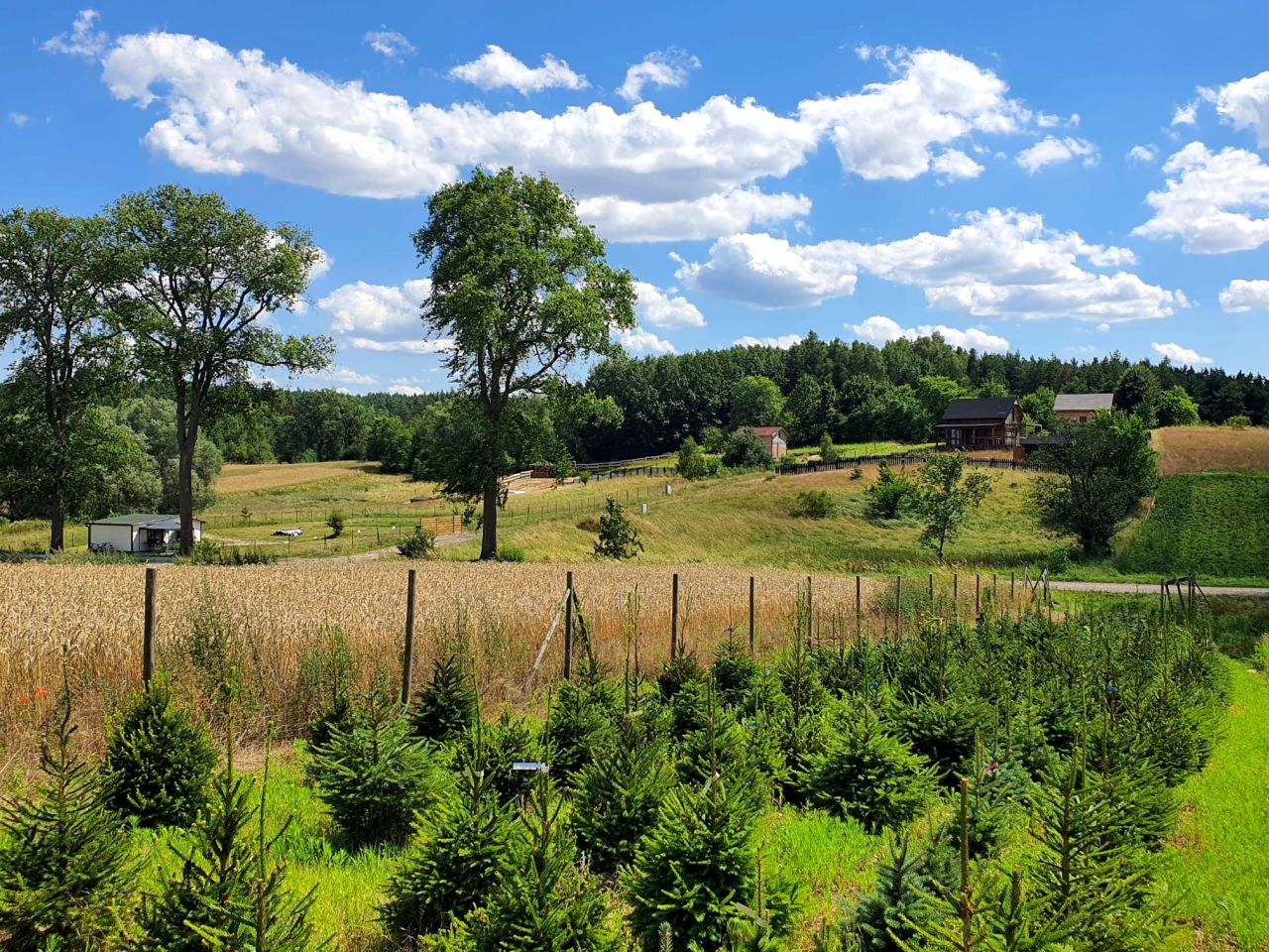 Działka budowlana Chłopowo, ul. Bukowa. Zdjęcie 4