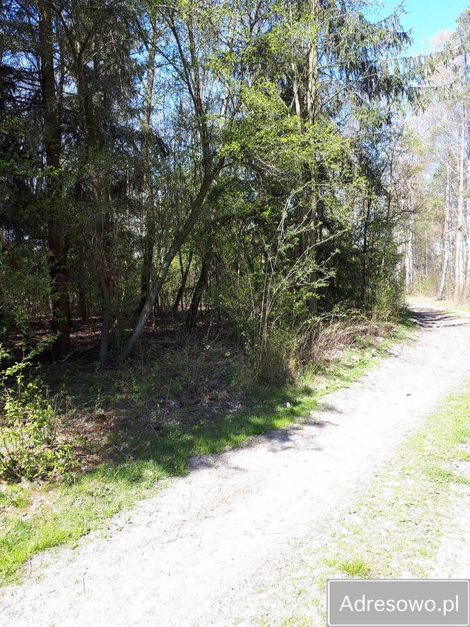 Działka leśna Rzepki. Zdjęcie 4