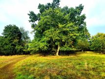 Działka budowlana Kropiwki. Zdjęcie 1