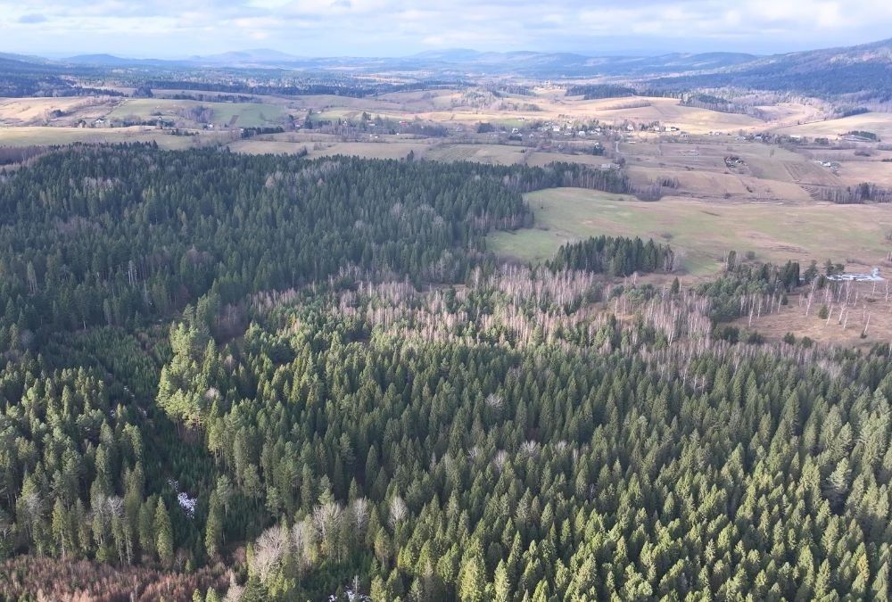 Działka rolna Czarna. Zdjęcie 8