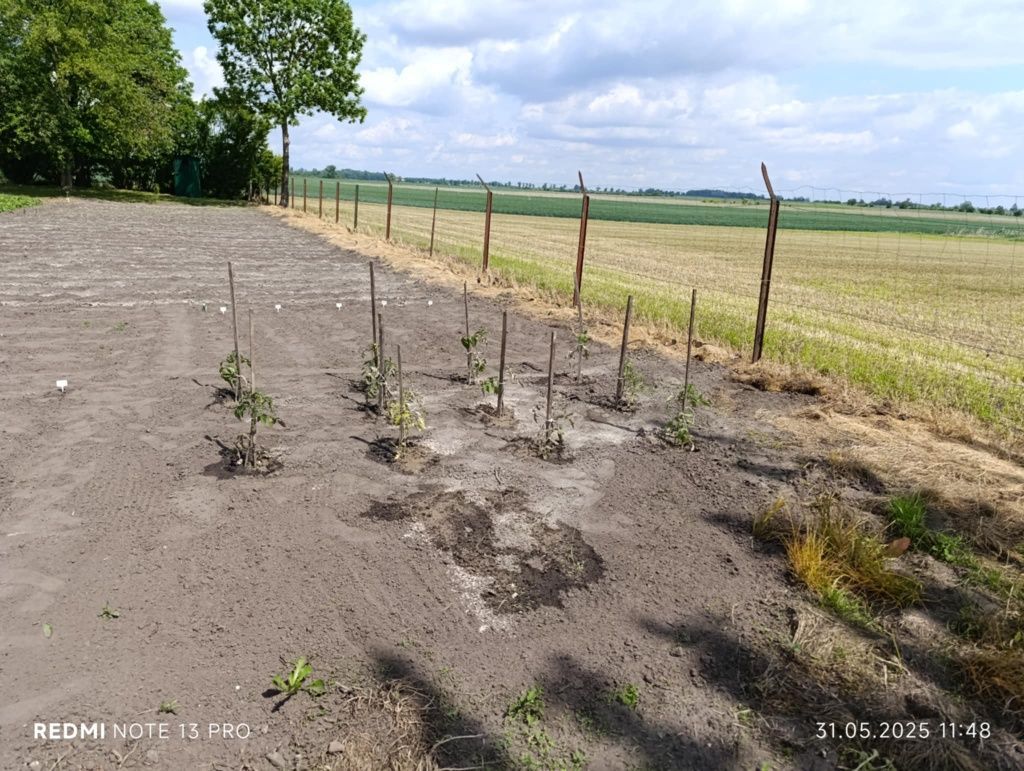 Działka rolno-budowlana Murzynko. Zdjęcie 5