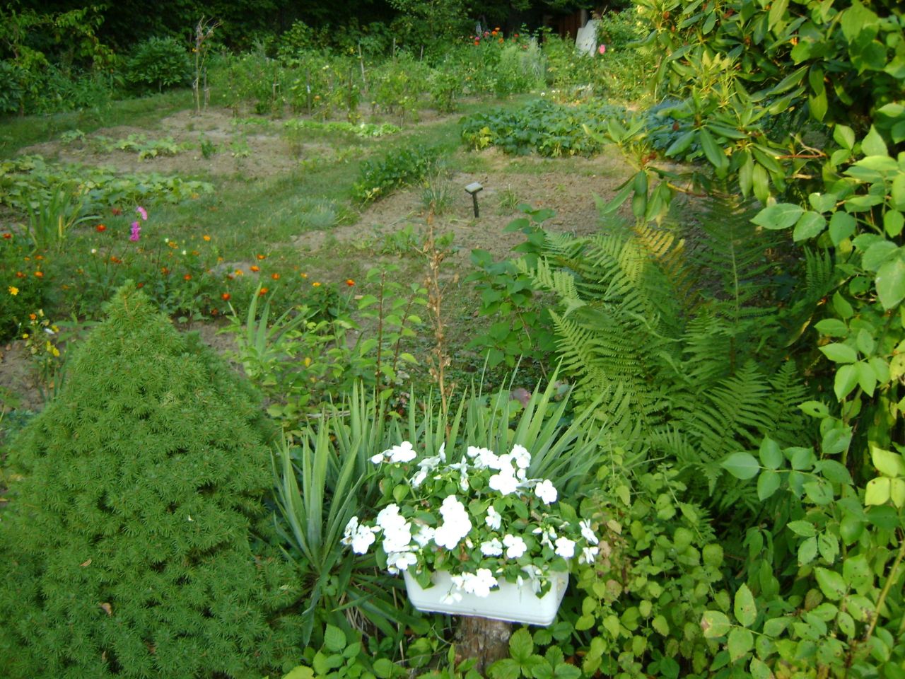 Działka rod Lublin Szerokie, ul. Nałęczowska. Zdjęcie 2