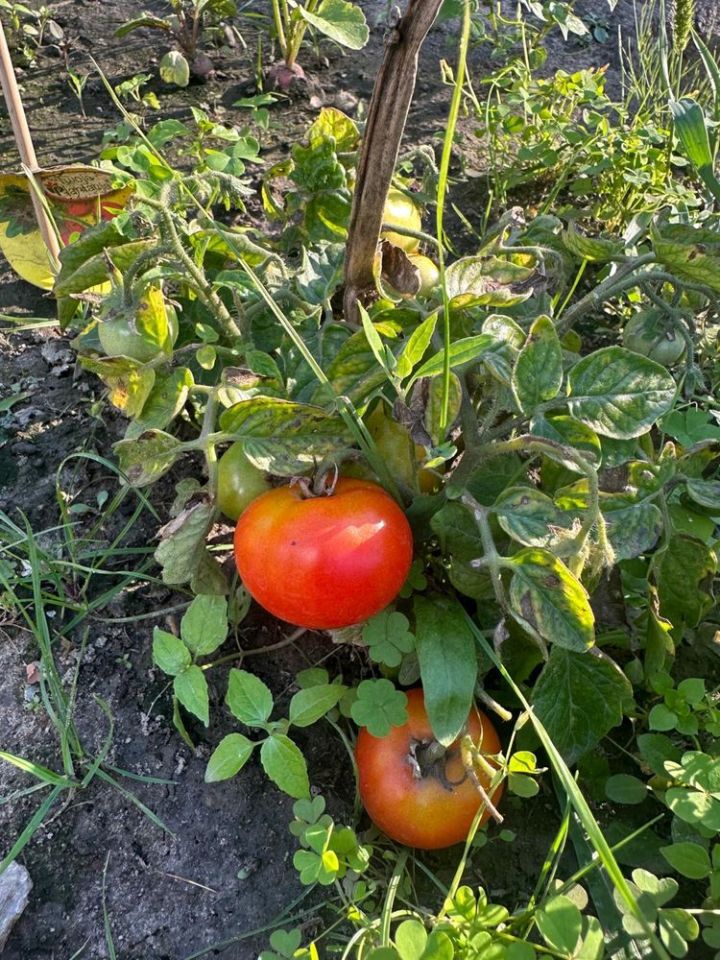 Działka rod Warszawa Bielany. Zdjęcie 6