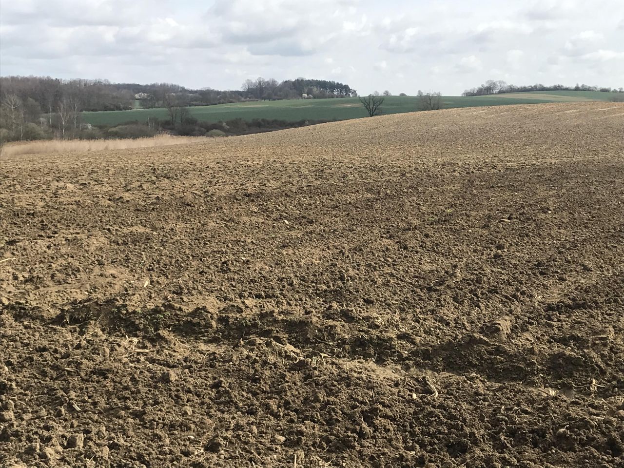 Działka siedliskowa Rogów Wołowski. Zdjęcie 15