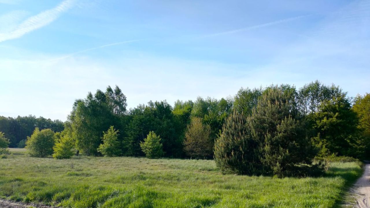 Działka leśna Włocin-Kolonia. Zdjęcie 3