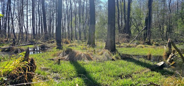 Działka budowlana Bartoszówka, ul. Strażacka. Zdjęcie 17