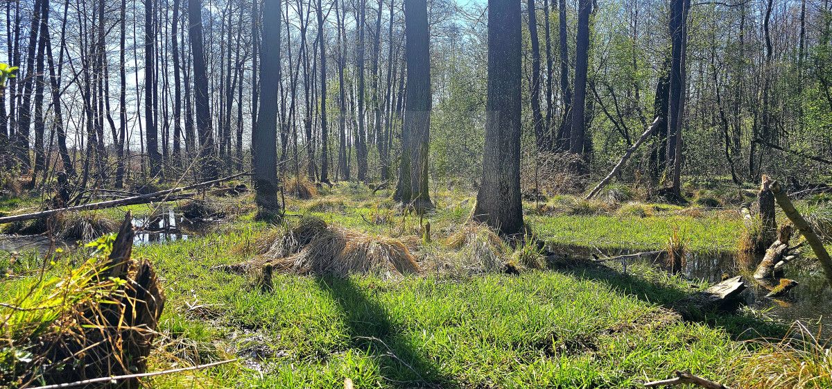 Działka budowlana Bartoszówka, ul. Strażacka. Zdjęcie 17