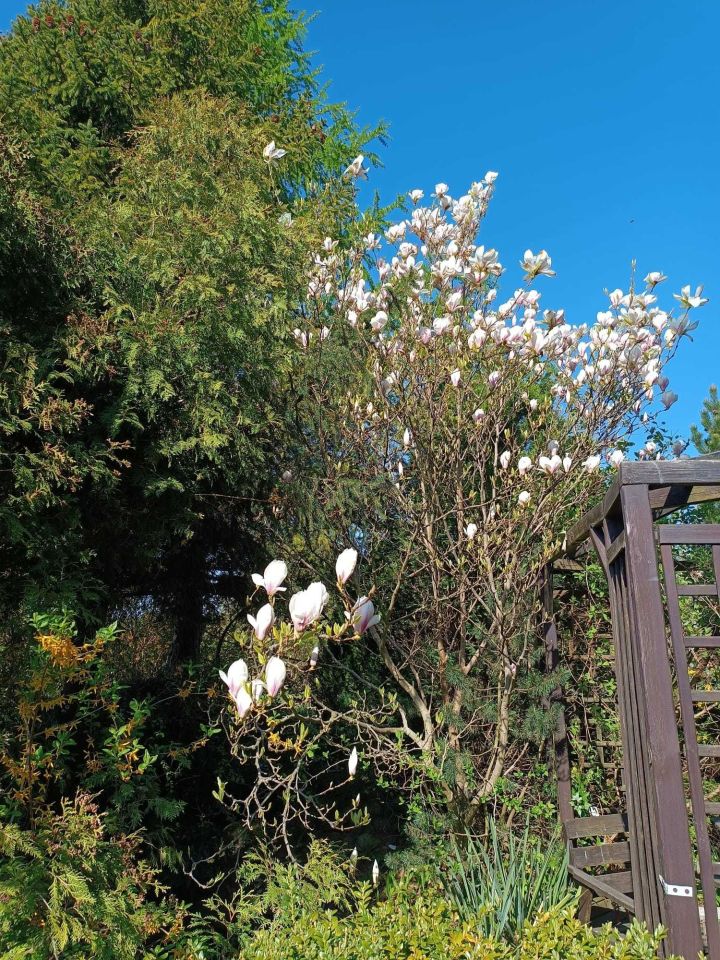 Działka rod Gdynia Chwarzno-Wiczlino. Zdjęcie 2