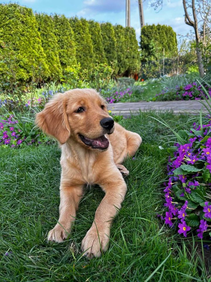 Działka rod Łomianki, ul. Łąkowa. Zdjęcie 7