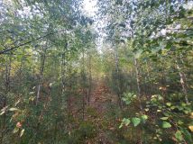 Działka leśna Mroczki-Rębiszewo. Zdjęcie 3