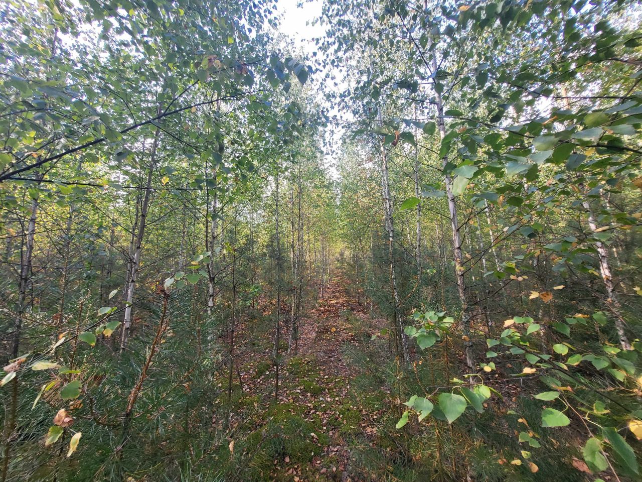 Działka leśna Mroczki-Rębiszewo. Zdjęcie 4