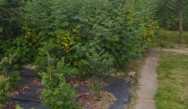 Działka rod Nowy Sącz Nowa Kolonia, ul. 29 Listopada