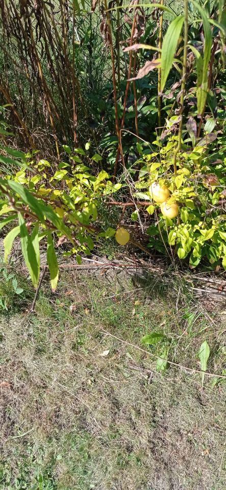 Działka rod Łódź Widzew, ul. Lodowa. Zdjęcie 35