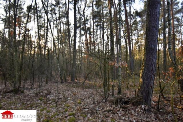 Działka leśna Stanisławów. Zdjęcie 3
