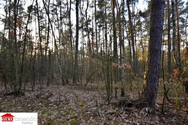 Działka leśna Stanisławów. Zdjęcie 3