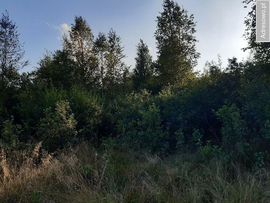 Działka rekreacyjna Andrzejówka. Zdjęcie 2