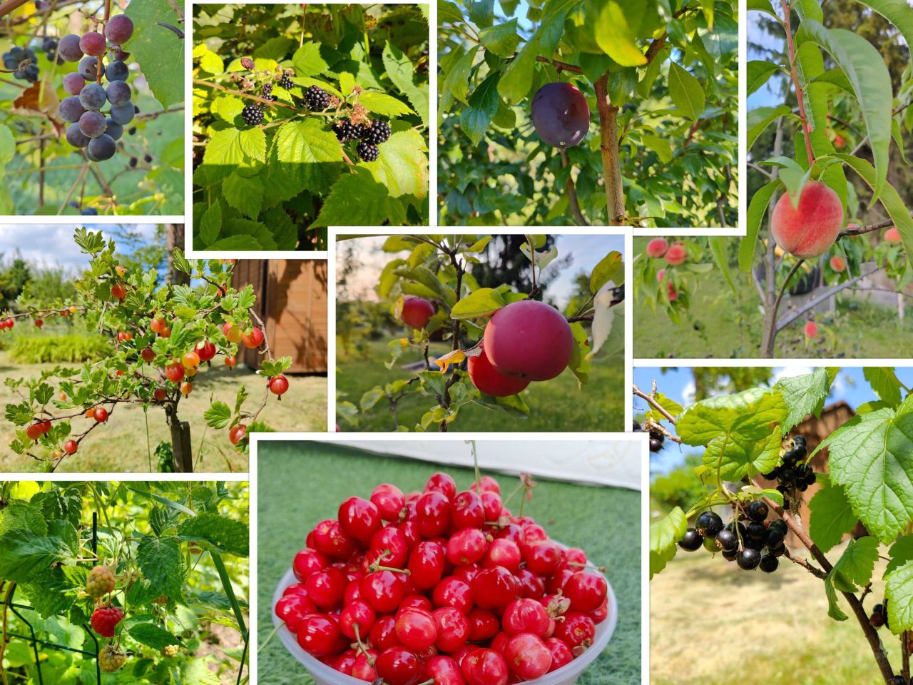 Działka rod Wrocław Pilczyce, ul. Hutnicza. Zdjęcie 6