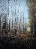 Działka leśna Ząbrowo. Zdjęcie 2