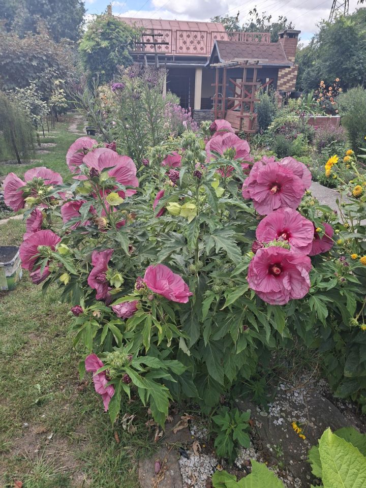 Działka rekreacyjna Wrocław Fabryczna, ul. Wojanowska. Zdjęcie 10